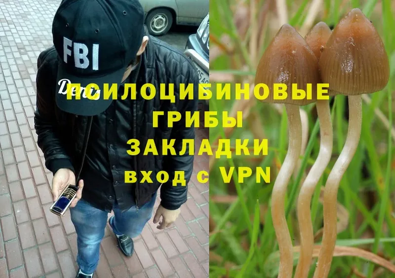 Галлюциногенные грибы Psilocybe  купить наркотик  Гаврилов Посад 